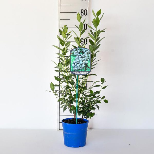Mirtillo Gigante Americano - Vaso 15