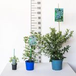 Mirtillo Conilopide O'Neil precoce