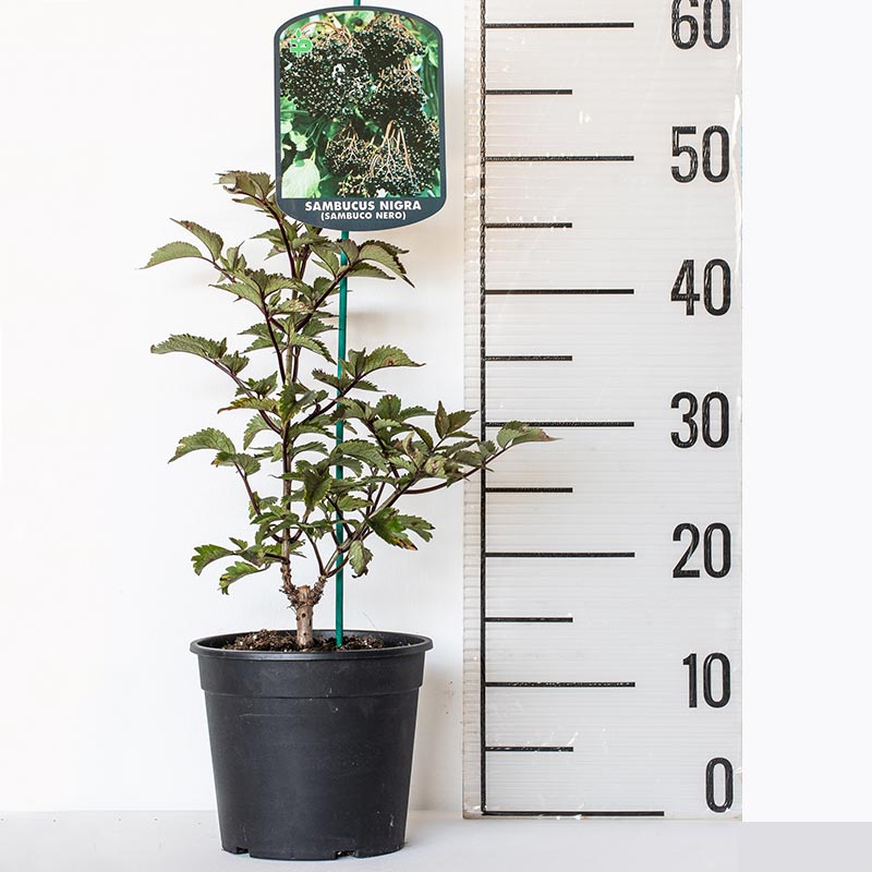 Image of Black Tower Elderberry in a Vase