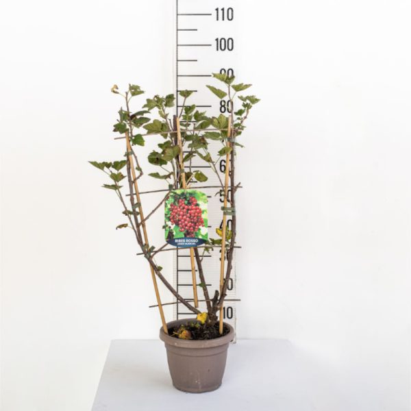 Ribes Rubrum (Red Currant) - Espalier