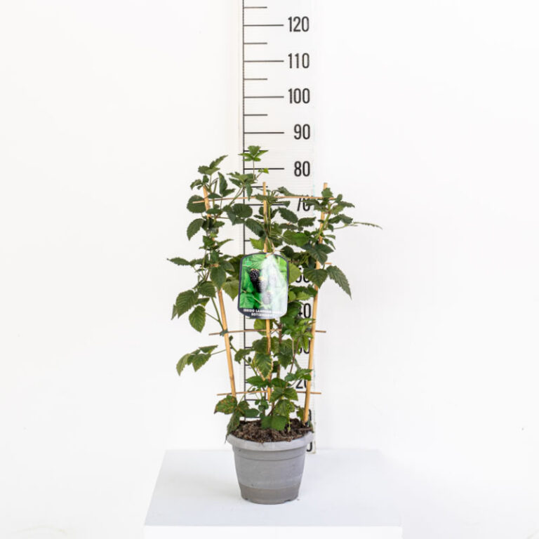 Boysenberry Hybrid Espalier Vivai Prandini