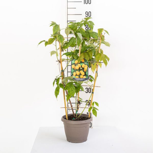 Yellow Rubus Idaeus (Yellow Raspberry) - espalier