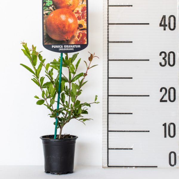 Melograno Red Horse® - Punica Granatum