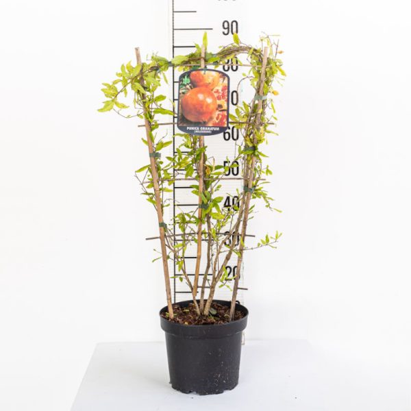 Punica Granatum (Pomegranate) - Espalier