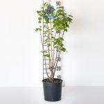 Ribes Nero