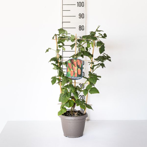 Tayberry Hybrid - Espalier