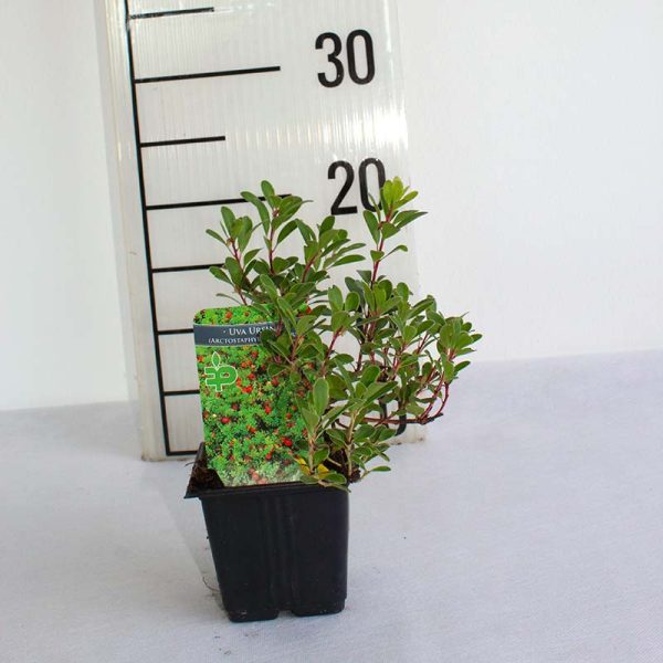 Uva ursina - Vancouver Jade