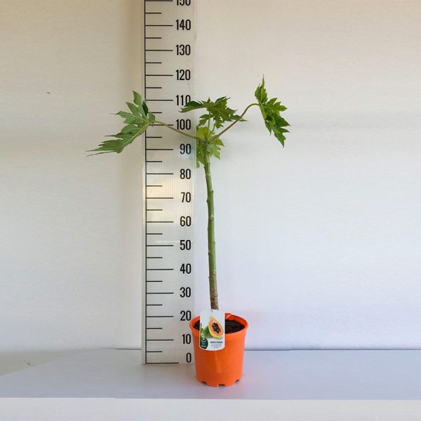 Sunnybees® Papaya - Carica Papaya