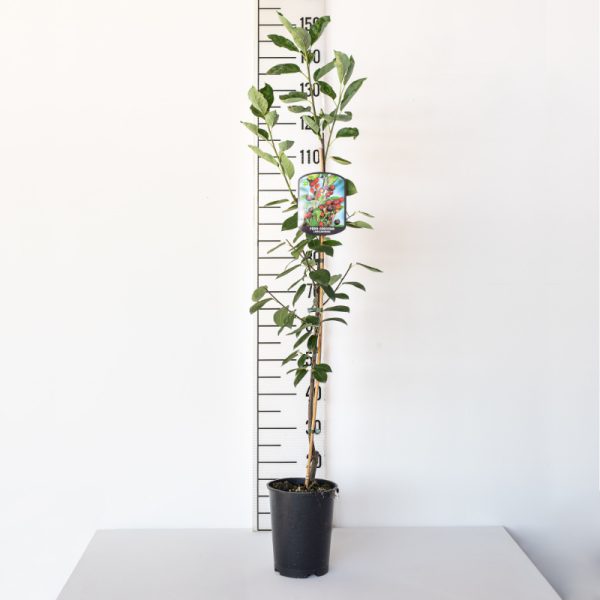 Pero corvino Alnifolia Mandam (talea) - Amelanchier Canadensis