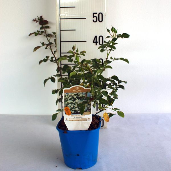 Pink Drift Mellifera Pink Drift Meijocos Pink - Pink