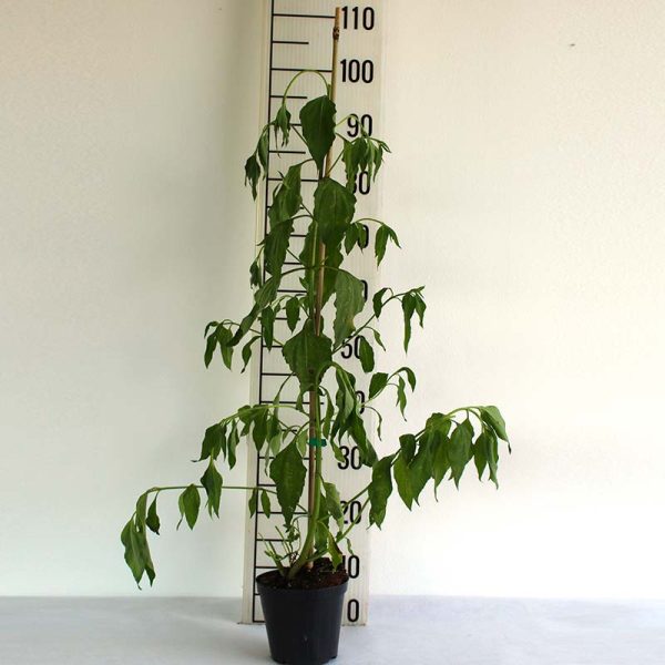Helianthus Tuberosus - Topinanbur