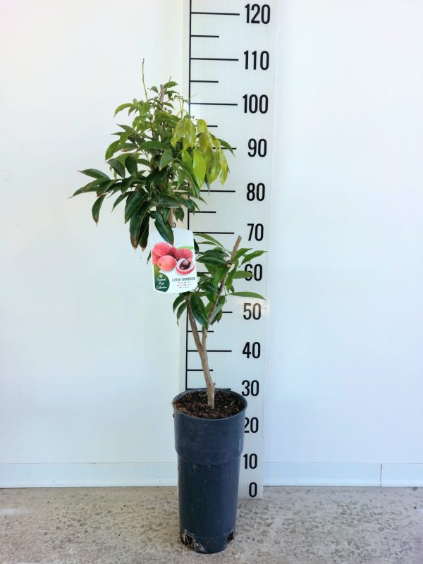 Lici - Litchi Chinensis