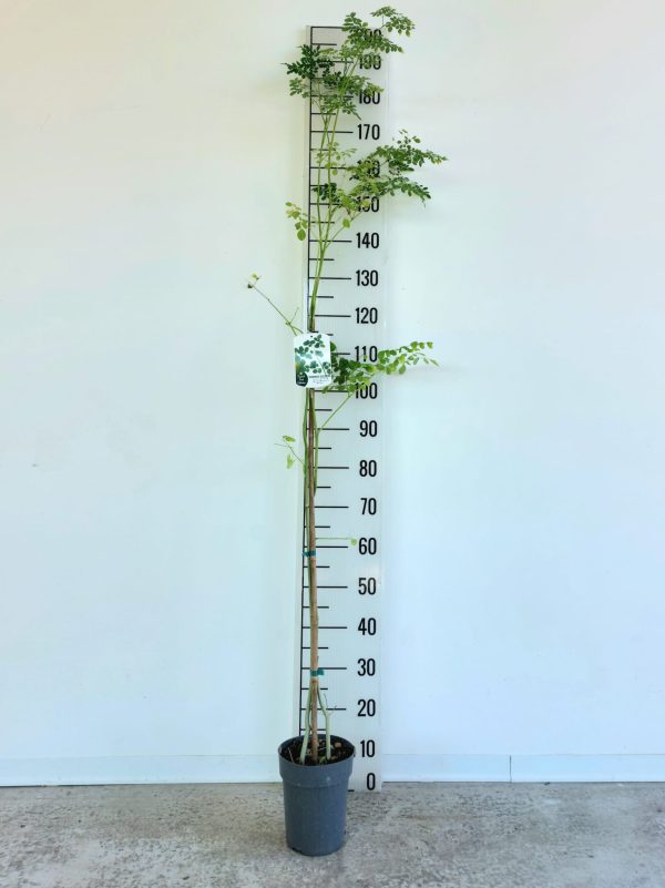 Moringa Oleifera - Abero del rafano