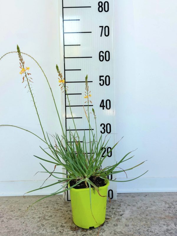 Bulbine Frutescens - Bulbinella Gialla