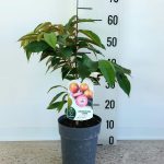 Immagine prodotto precedente