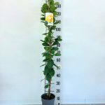 Immagine prodotto precedente