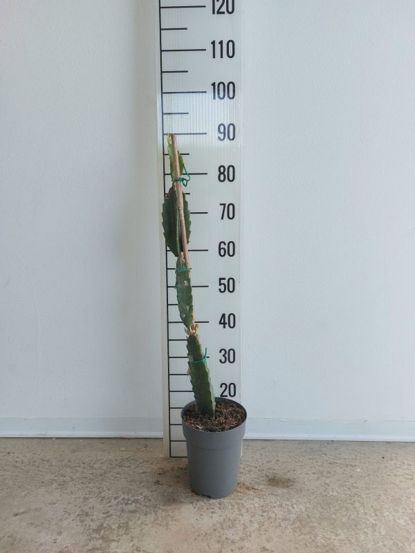 Pitahaya - Frutto del Drago