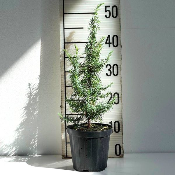 Juniperus Communisd - Ginepro Comune