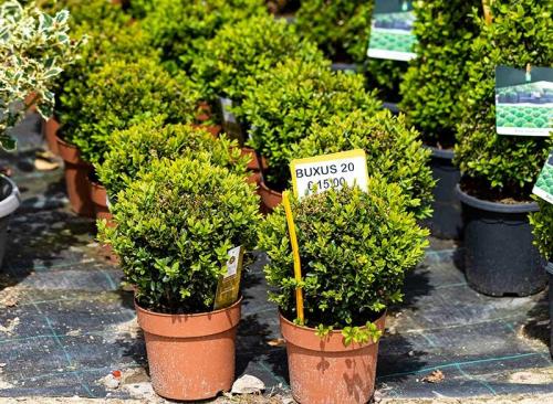 Floricoltura Prandini