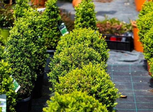 Floricoltura Prandini