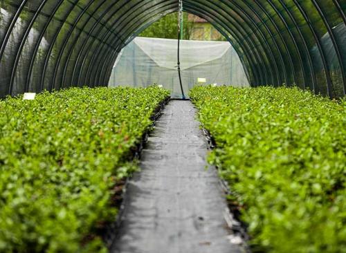 Floricoltura Prandini