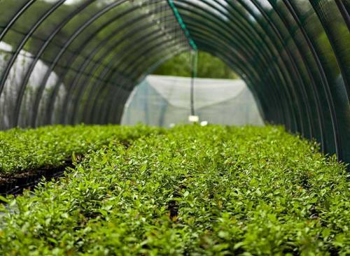 Floricoltura Prandini