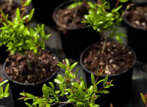 Floricoltura Prandini