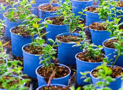 Floricoltura Prandini